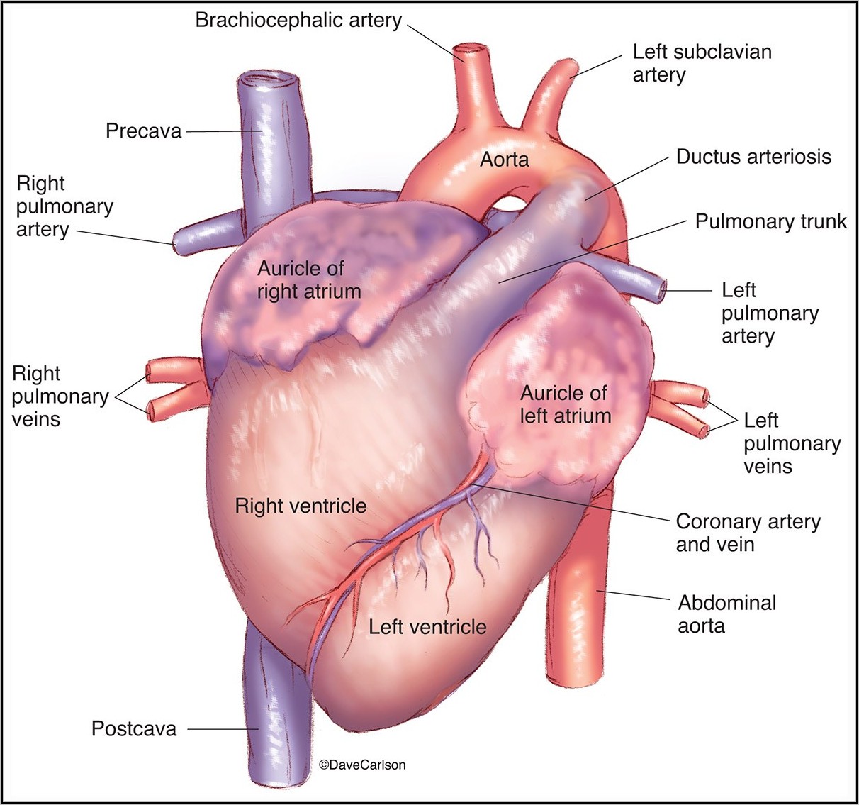 Fetal Pig Heart Diagram Ventral View Diagrams Resume Template Collections QZBJEEKz4W