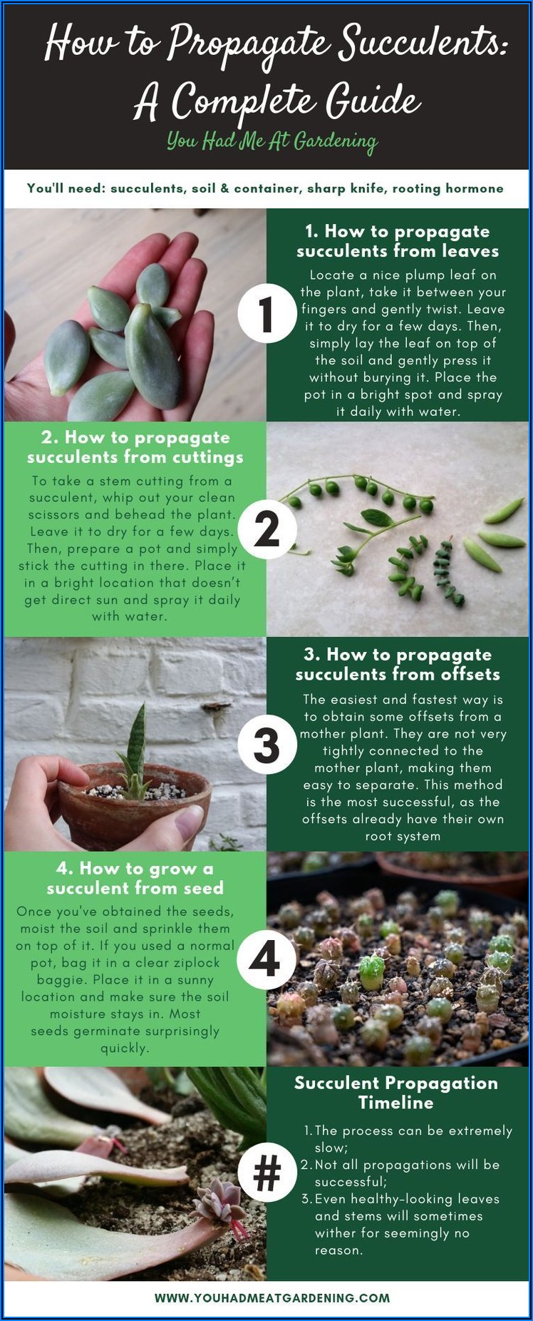 Succulent Leaf Propagation Timeline